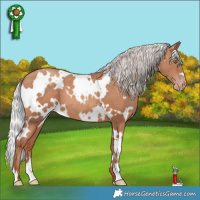 Horse Color:White Spotted Silver Sable Champagne 