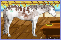 Horse Color:Liver Chestnut Splash Appaloosa 