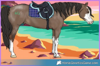 Horse Color:White Spotted Liver Red Dun 