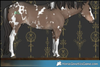 Horse Color:White Spotted Liver Red Dun 