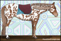 Horse Color:Chestnut Appaloosa 