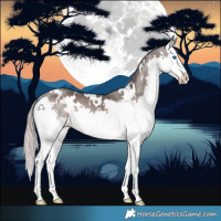 Horse Color:Platinum White Spotted Liver Chestnut Splash 