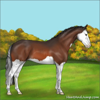 Horse Color:Bay Splash 
