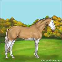 Horse Color:Palomino Roan Splash Appaloosa 