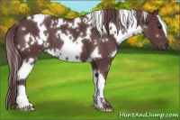 Horse Color:White Spotted Chocolate Black 