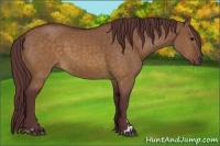 Horse Color:Chocolate Buckskin Dun Sabino 