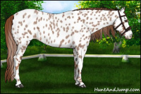 Horse Color:Red Roan Appaloosa 