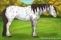 Horse Color:Liver Chestnut Ice Appaloosa 
