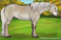 Horse Color:Liver Red Dun Mushroom 