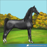 Horse Color:Black 