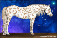 Horse Color:Chestnut Appaloosa 