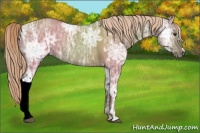 Horse Color:Chocolate Palomino Ice Dun 