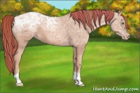 Horse Color:Painted Gold Champagne Ice Tobiano 