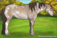 Horse Color:White Spotted Classic Champagne Roan 