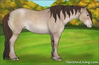 Horse Color:Classic Champagne Roan 