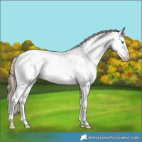 Horse Color:White Spotted Smoky Black Pearl Sabino Varnish Rabicano 