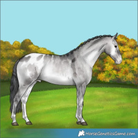 Horse Color:Platinum Brown Onyx Appaloosa 