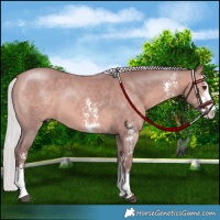 Horse Color:Platinum Chocolate Silver Brown Sabino 