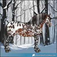Horse Color:Brown Appaloosa