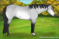 Horse Color:Bay Chinchilla 