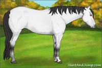 Horse Color:Buckskin Chinchilla Dun 