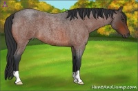 Horse Color:Bay Roan 
