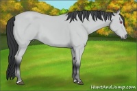 Horse Color:Bay Chinchilla 
