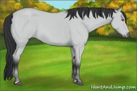 Horse Color:Bay Chinchilla 