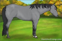 Horse Color:Bay Chinchilla 