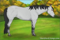 Horse Color:Bay Chinchilla 