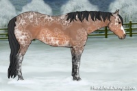Horse Color:Bay Ice 