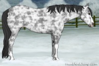 Horse Color:Black Ice 