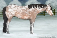 Horse Color:Bay Ice 