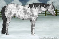 Horse Color:Black Ice