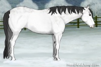 Horse Color:White Spotted Grullo Ice 