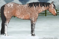 Horse Color:Bay Ice 