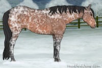 Horse Color:Brown Ice 