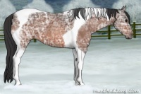 Horse Color:Bay Ice Roan Tobiano 