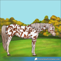 Horse Color:Chestnut Appaloosa 