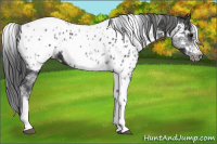 Horse Color:White Spotted Black Splash Tobiano Frame Near Leopard 