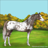 Horse Color:White Spotted Liver Red Roan Splash Appaloosa Rabicano 