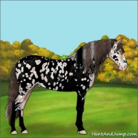 Horse Color:Amber Champagne Sabino Tobiano Appaloosa 