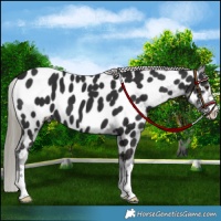 Horse Color:Liver Chestnut Mushroom Near Leopard 