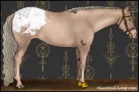 Horse Color:Liver Chestnut Pearl Mushroom Appaloosa