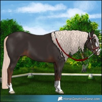 Horse Color:Liver Chestnut Mushroom 