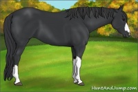 Horse Color:Black 