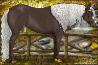 Horse Color:Liver Chestnut Mushroom Appaloosa 