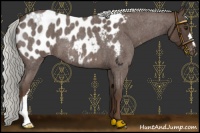 Horse Color:Liver Red Roan Mushroom Appaloosa
