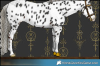 Horse Color:Liver Chestnut Mushroom Appaloosa 
