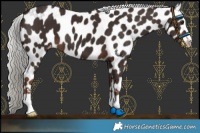 Horse Color:Liver Chestnut Mushroom Appaloosa 